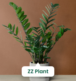 Plant Identifier