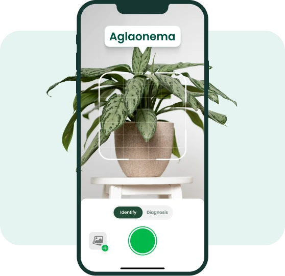 plant before and after sick