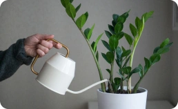 How Often to Water House Plants?