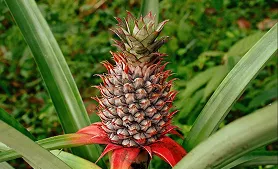 Pineapple identified by AI plant identifier app – find out what plant this is