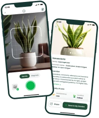 Identify Plants by Picture – Let AI Be Your Green Guide
