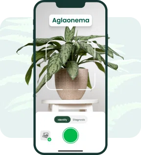 ai plant finder identify feature