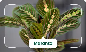 Accurate identification feature of AI Plant Finder App