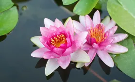 Lotus identified by AI plant identifier app – find out what plant this is