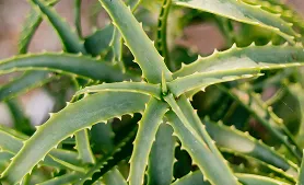 Aloe vera identified by AI plant identifier app – find out what plant this is