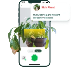 Plant Disease Identification On the Go