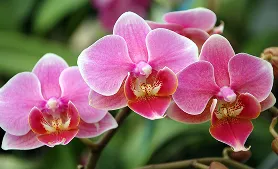 Orchid identified by AI plant identifier app – find out what plant this is