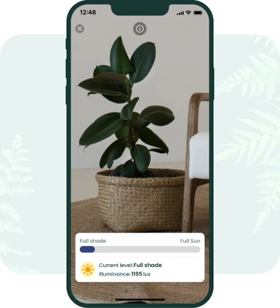 Understanding Light Levels for Healthy Plant Growth