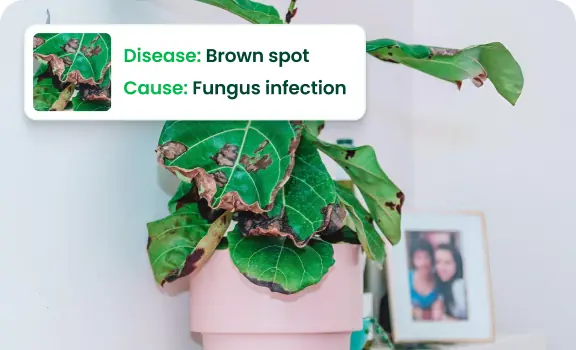 Disease Diagnosis Tool
