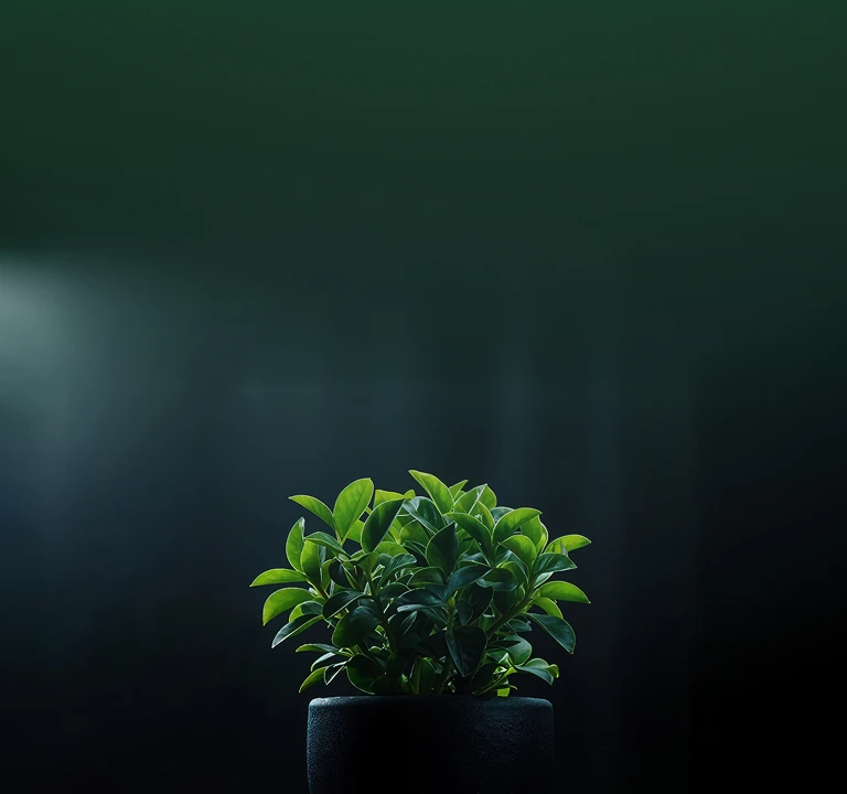 iPhone Plant Identifier That Knows Every Leaf