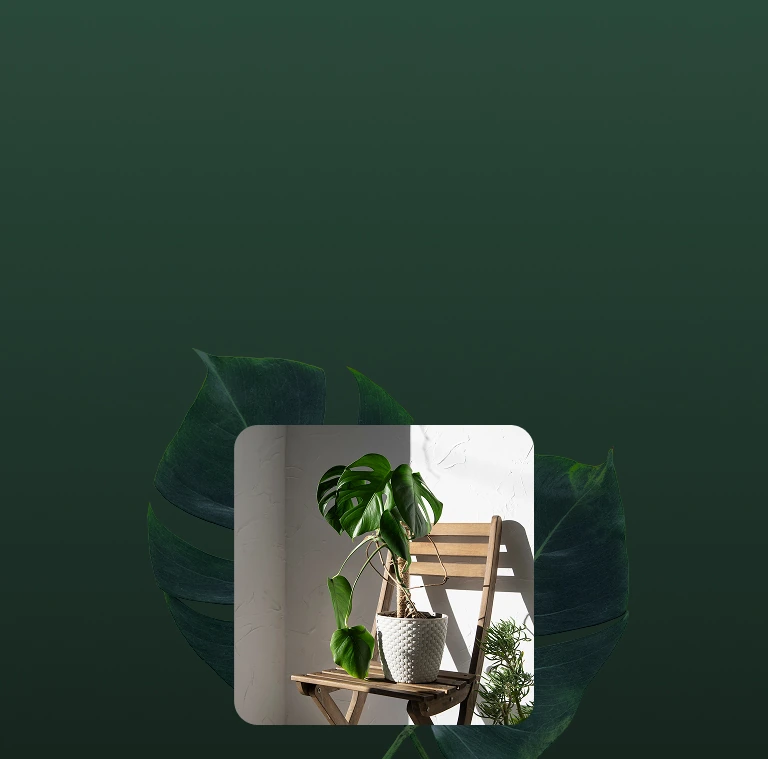 Light Meter for Plants: Find the Perfect Spot to Grow