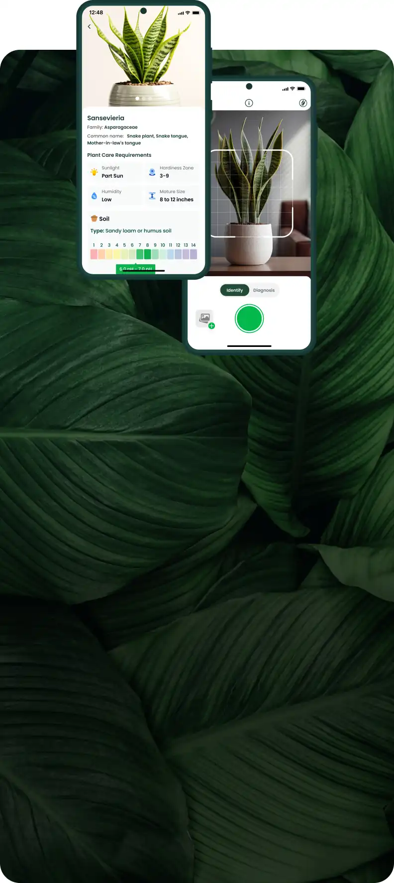 Snap the plant, and let it thrive. Our app will handle the rest