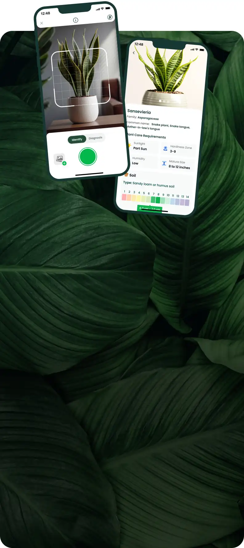 Snap the plant, and let it thrive. Our app will handle the rest