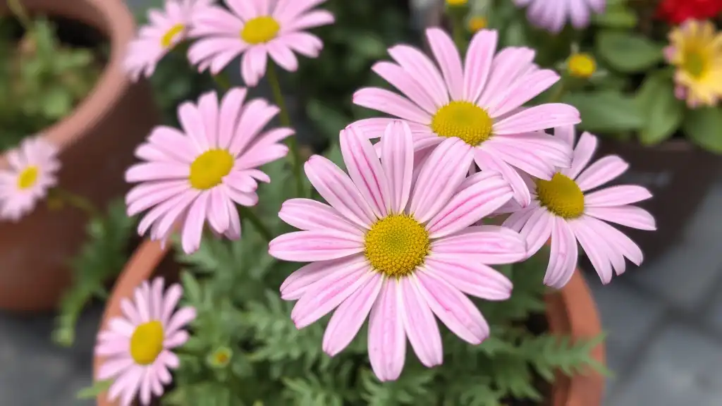 A close-up picture of the daisies in the pot located outdoors