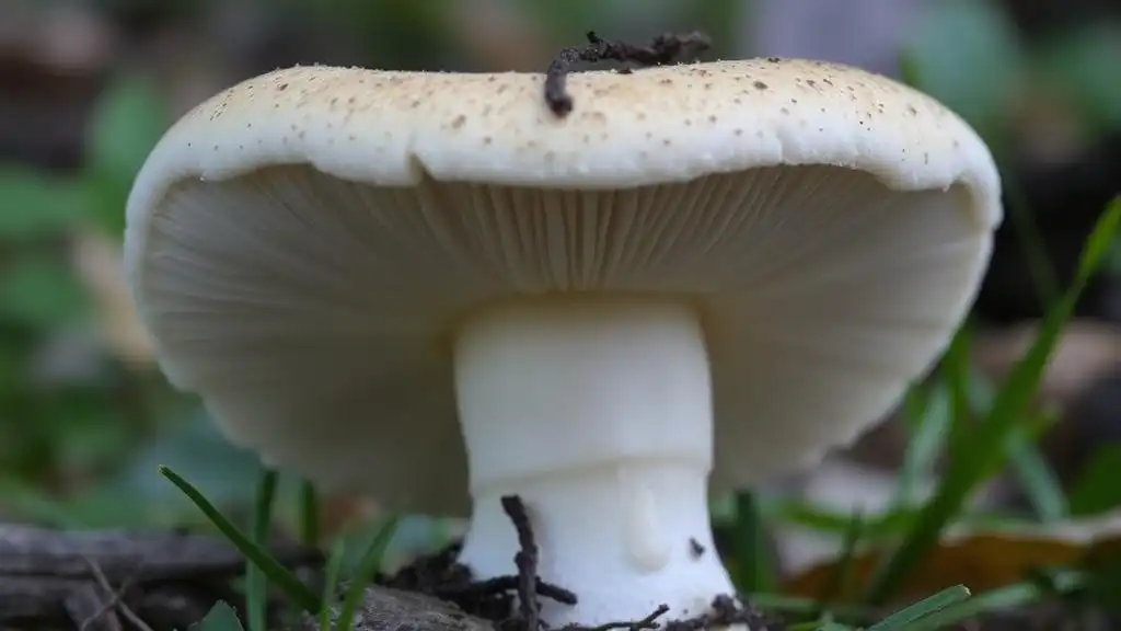 Beneath Mushroom Caps — Gills, Pore Structures, and More