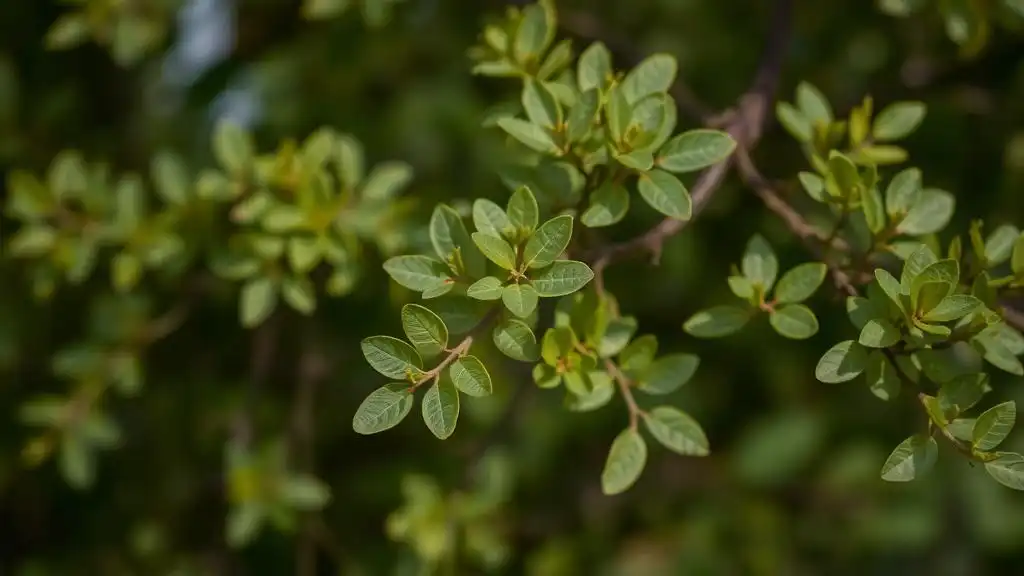 A close-up picture of a tree with small leaves seen