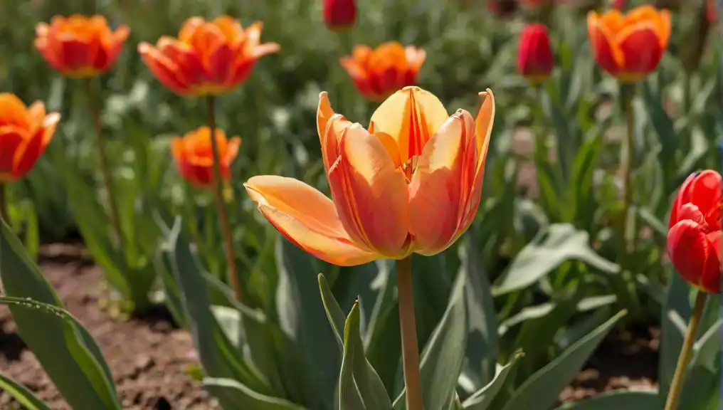 A picture of an open tulip flower surrounded by other vegetation